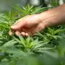 Kanadas Kaneh Bosm kauft slowenisches medizinisches Cannabisunternehmen Farmakem
