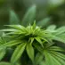 Cantourage y Clever Leaves intensifican su asociación estratégica para la distribución de cannabis medicinal en Alemania