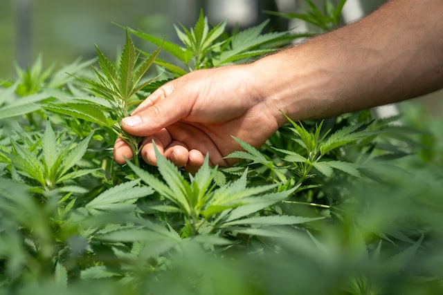 Canada's Kaneh Bosm to buy Slovenian medical cannabis firm Farmakem
